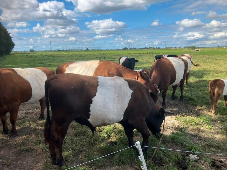 Rode lakenvelder te huur, Dieren en Toebehoren, Stalling en Weidegang