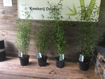 Niet woekerende bamboe met zwarte stengel!!!   beschikbaar voor biedingen