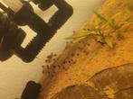 Corydora panda te koop, Vis, Zoetwatervis, Schoolvis