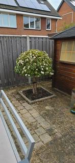 sneeuwbal viburnum, Tuin en Terras, Winter, 100 tot 250 cm, Ophalen, Volle zon