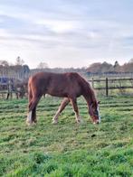Lieve bijna 4 jarige vosruin zoekt een fijn nieuw thuis!, Met stamboom, Ruin, 3 tot 6 jaar, 160 tot 165 cm
