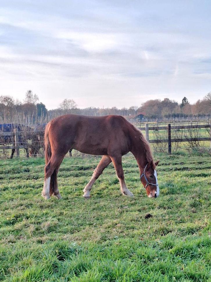 Lieve bijna 4 jarige vosruin zoekt een fijn nieuw thuis!, Dieren en Toebehoren, Paarden, Ruin, Onbeleerd, 160 tot 165 cm, 3 tot 6 jaar