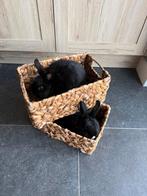 2 vrouwtjes konijnen, Ophalen of Verzenden, Zo goed als nieuw