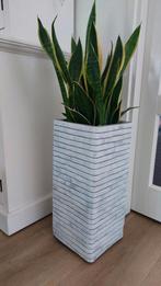 Capi row nature 25x25x58cm rechthoek geschikt voor binnen, Tuin en Terras, Bloempotten, Kunststof, Binnen, Zo goed als nieuw, Rechthoekig