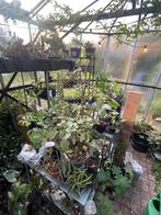 Plantenkas met bijzondere planten, Ophalen of Verzenden