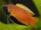 Honing gourami per paar - Colisa Chuna - Koidreams Valburg