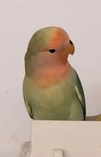 Agapornis Roseicollis dwergpapegaai te koop, Dieren en Toebehoren, Vogels | Parkieten en Papegaaien, Geslacht onbekend, Dwergpapegaai of Agapornis