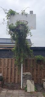 Basketbalpaal met net, Ophalen, Gebruikt, Ring, Bord of Paal