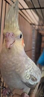 Jonge valkparkiet  10 weken oud, Geslacht onbekend, Parkiet, Tam