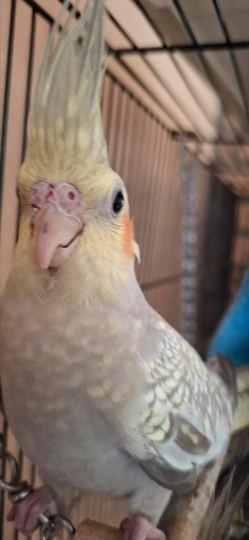 Jonge valkparkiet  10 weken oud  beschikbaar voor biedingen