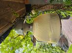 LENA Lightning gaslamp/fantastische mooie lamp., Huis en Inrichting, Ophalen, Zo goed als nieuw