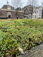 Sedumdak - Groendak, Ophalen, Nieuw, 20 m² of meer, Gras