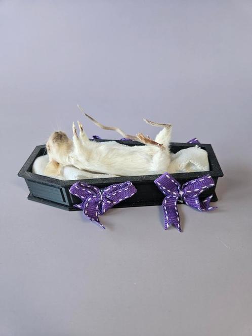 Taxidermy muis in doodskist, Verzamelen, Dierenverzamelingen, Nieuw, Opgezet dier, Boerderijdier, Ophalen of Verzenden