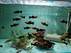 Gold dust molly, mollie, mollies, molly's, poecilia sphenops, Vis, Zoetwatervis