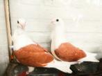 7 Figuritas , één duitse meeuwe, Dieren en Toebehoren, Vogels | Duiven, Meerdere dieren, Overige soorten