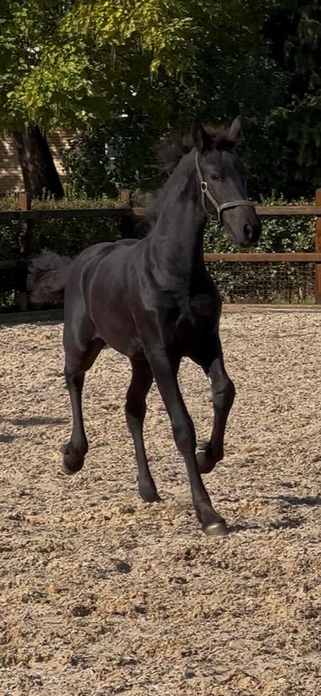 Chique  mooi fries merrieveulen!!, Dieren en Toebehoren, Paarden, Merrie, 0 tot 2 jaar