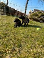 Prachtige zwarte labrador pups, Reu, CDV (hondenziekte), 8 tot 15 weken, Labrador retriever