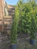 Italiaanse Cipressen 120cm - 2 stuks, Tuin en Terras, Ophalen