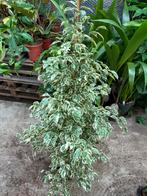 Ficus Benjamina Variegata - 1,5m, Huis en Inrichting, Ophalen
