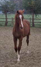 Hengstveulen Treviso x Armani Kwpn, Dieren en Toebehoren, Paarden, Hengst, Minder dan 160 cm, Dressuurpaard, 0 tot 2 jaar