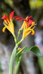 Zaden van Braziliaans bloemriet,  Canna. (Rood), Ophalen of Verzenden, Volle zon
