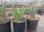 Aloe Dichotoma ( kokerboom) uit Namibie in potmaat 12cm., Huis en Inrichting, Kamerplanten, Minder dan 100 cm, Ophalen of Verzenden