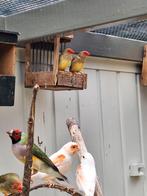Binsenastrilde mannen, Dieren en Toebehoren, Mannelijk, Tropenvogel
