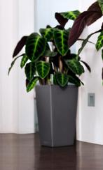 Hydrocultuur op kantoor complete back lachuza, Huis en Inrichting, Overige soorten, In pot, Minder dan 100 cm, Groene kamerplant