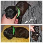Poedel pups, Dieren en Toebehoren, CDV (hondenziekte), 8 tot 15 weken, Meerdere, Meerdere dieren