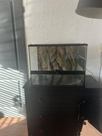 Exo Terra terrarium, Dieren en Toebehoren, Reptielen en Amfibieën, Hagedis, 0 tot 2 jaar