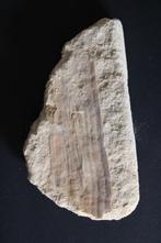 Pinna cretacea Boven-Krijt, Ophalen of Verzenden, Fossiel