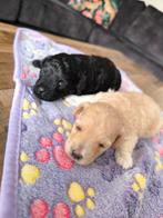 Mooie toypoedel pups!, Dieren en Toebehoren, Honden | Chihuahua's en Gezelschapshonden, Poedel, Meerdere, Meerdere dieren, Nederland