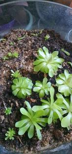 mooie heldergroene vleesetertjes te koop, Pinguicula, Ophalen, Overige soorten, Minder dan 100 cm