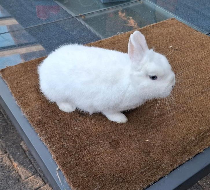 Rasechte Pool Blauwoog (dwergkonijn) voedster, Dieren en Toebehoren, Konijnen, Dwerg, Vrouwelijk, 0 tot 2 jaar