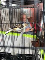 Bonte putter bastaard 2025, Dieren en Toebehoren, Mannelijk, Wildzangvogel