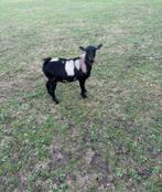lief hoornloos dwerg geitje geit met maanvlek maanvlekken, Dieren en Toebehoren, Schapen, Geiten en Varkens, Vrouwelijk, Geit