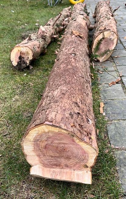 Taxushout, draaihout, Doe-het-zelf en Verbouw, Hout en Planken, Nieuw, Overige typen, Overige houtsoorten, 200 tot 250 cm, 50 mm of meer