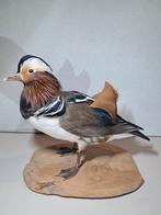 Pronkstuk! Mandarijneend Opgezet – Hoge Kwaliteit, Ophalen of Verzenden, Zo goed als nieuw, Vogel, Opgezet dier