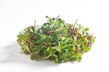 Sedum stekken - Groen dak / Tuinbakken beschikbaar voor biedingen