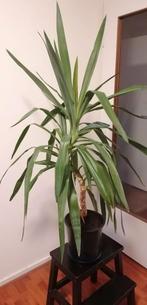 Grote Yucca plant op stam - 140cm hoog, Huis en Inrichting, Kamerplanten, Ophalen, Halfschaduw
