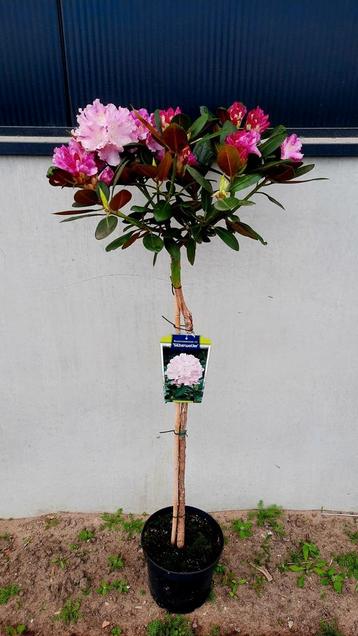 Rhododendron 'Silberwolke' ️🌺❗️1.20 stam ️❗️ beschikbaar voor biedingen