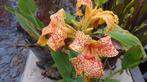 Canna zaden, Tuin en Terras, Bloembollen en Zaden, Ophalen of Verzenden, Voorjaar, Volle zon, Zaad