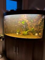 Trigon 350, Dieren en Toebehoren, Vissen | Aquaria en Toebehoren, Ophalen