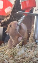 Mannetjes hamster zoekt thuis, Hamster, Augustus, Mannelijk, Tam