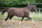 Mooie drie jarige welsh B merrie, Dieren en Toebehoren, Pony's, Merrie, C pony (1.27m tot 1.37m), Gechipt, 3 tot 6 jaar