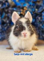 DE ENIGE ECHTE MINI LOFFELOHR KONIJNTJES, Dieren en Toebehoren, Konijnen, Meerdere dieren, Klein, 0 tot 2 jaar