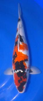 Ginrin Showa, Karper of Koi