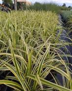 Carex morrowii goldband. Bont siergras., Vaste plant, Siergrassen, Ophalen of Verzenden, Halfschaduw