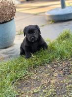 Mooie lieve bruine en zwarte labrador pups te koop, Dieren en Toebehoren, Honden | Retrievers, Spaniëls en Waterhonden, Parvo
