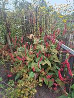 2 duizendknoop planten, Volle zon, Vaste plant, Zomer, Ophalen